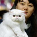 페르시안