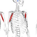 Blood vessels balancing 이미지