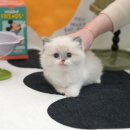 미유펫 강아지분양 고양이분양 김포점 | 김포고양이분양 미유펫 합리적이야