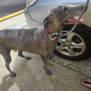 개미용중 이미지