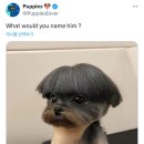 강아지 미용 이미지