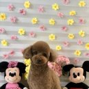 딩딩이발소 이미지