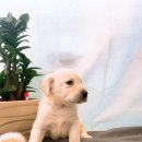 멍멍아 놀자 이미지