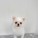 블루밍독