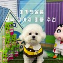 아가펫살롱 | 아가펫살롱- 평택 청북 강아지미용 / 스트레스 없는...추천 / 평택 청북 비숑미용 후기 내돈내산 찐후기