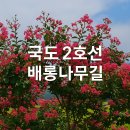 국도2호선 가로수길 이미지