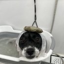 모들펫살롱 이미지