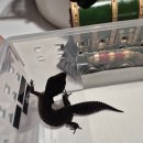 호텔네이처 부산신항점 | 부산파충류카페&lt;어반네이처카페&gt;