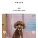 부티크멍 애견미용실 이미지