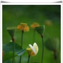 고인돌마을 이미지