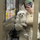 월스트리트 애견유치원 이미지