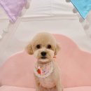 스타애견미용 이미지