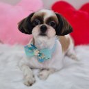 아모르 댕 이미지