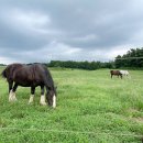 세자매목장 이미지
