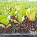 제주특별자치도 농업기술원 이미지