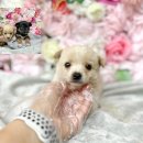 영일사슴 이미지