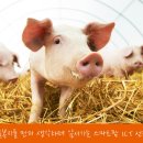 제일팜 이미지