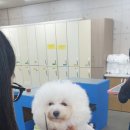 영천애견미용 이미지