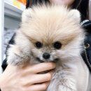 야옹아멍멍해봐 속초점 이미지