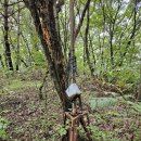 경주 장륙산686m 덧마을.부엉이산.육장굴.조망바위.장륙산.마애블.조래봉.꽃밭등산.정족산.빽.산저교12.9km5시간10분 이미지