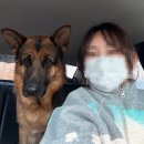 게르메스 | 광주 근교 대형견 애견호텔｜장성 게르메스&amp;애견호텔&amp;애견유치원(애견카페)