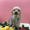 미용하개 이미지