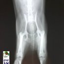 디디동물병원 이미지