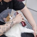 고양이 미용실 방울선생 이미지