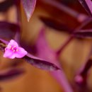 자주가든 이미지