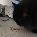 바로동물병원 | 일산 고양이 동물병원 추천, 구내염 치료 제이엠동물병원 후기