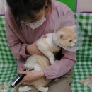 영블리 펫살롱 네이버블로그