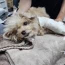 스머프동물병원 네이버블로그