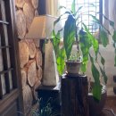 깊은숲한의원 이미지