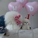 펫스튜리(petschurri) 이미지