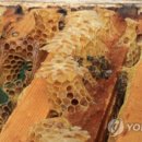 벌떼축산 이미지