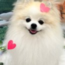 러블리댕 이미지