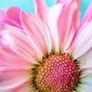 화훼장식 기능사(꽃꽂이) 이미지