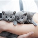 아담스펫강아지&가필드고양이 | 부천고양이분양 센스있는 아담스펫 (feat. 시흥, 광명, 안산, 안양)