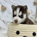 오독안심분양센터 강아지분양 고양이분양 인천점 이미지