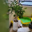 GS 편의점(강서명지점) 이미지