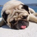 아프지말게 동물병원 이미지