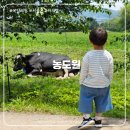 마일농장 | 용인 가볼만한 곳 '농도원 목장' | 36개월 아기랑 목장체험 후기 (+준비물)