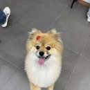 궁댕이 애견미용실 | 연수동애견미용 잘하는 멍티움 푸린선생님께 미용받고 온 후기
