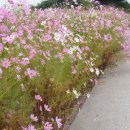 소월1리 이미지