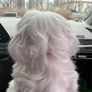 송정공원2(운동장) | [광주 카페패션독] 송정동에 있는 신상 애견카페 다녀왔어요~