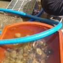 도꼬시에 이미지