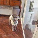 우리 애견 미용실 이미지