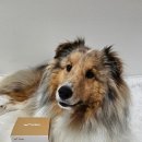 제라펫 | 강아지 당뇨. 다이어트 보조제 라이펫 진정성 CA