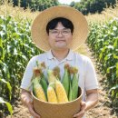 현대수퍼 - 서구 문화로47길 36 | 명일역 현대수퍼 옥수수 드디어 나왔네요 맛이랑 가격 솔직하게 적어봅니다