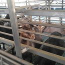 번암농장 이미지